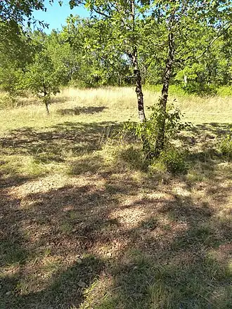 Image illustrative de l’article Lalbenque