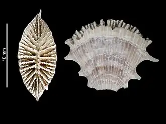 Description de l'image Truncatoflabellum angustum (MNHN-IK-2009-1715).jpeg.