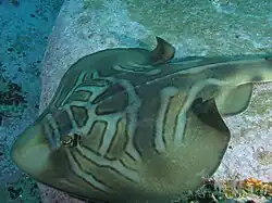 Trygonorrhina fasciata