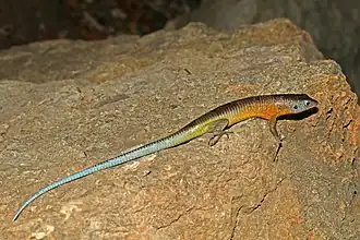 Description de l'image Tsingy plated lizard (Zonosaurus tsingy) Ankarana.jpg.