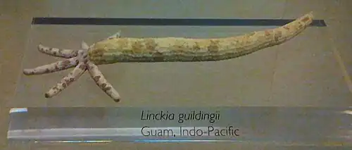 Certaines étoiles comme cette Linckia guildingi peuvent se régénérer totalement à partir d'un seul bras, leur donnant cette forme caractéristique de « comète de mer ». Ce phénomène permet une multiplication asexuée.