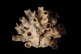 Description de l'image Tubastraea diaphana Dana, 1846 (AM MA75817-1).jpg.