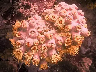 Description de l'image Tubastraea faulkneri - cup-coral-semi-retracted.jpg.