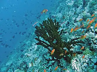 Une colonie de tubastrée verte (Tubastraea micranthus)
