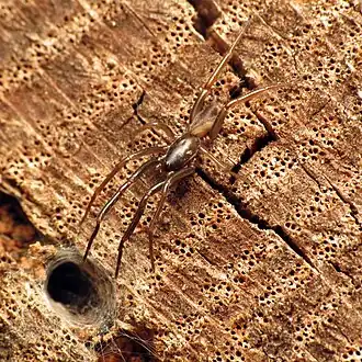 Description de l'image Tube Web Spider - Flickr - treegrow (2).jpg.