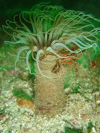 Ceriantheopsis austroafricanus