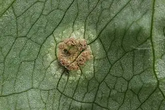 Sur Puccinia sessilis parasitant Arum maculatum.