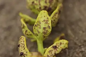 Sur Aecidium euphorbiae parasitant une Euphorbe.