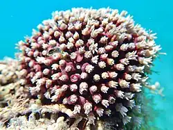 Colonie à polypes rétractés