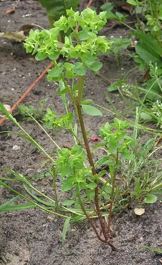 Description de cette image, également commentée ci-après