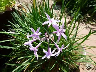 Description de l'image Tulbaghia violacea -- narrow leaves.jpg.