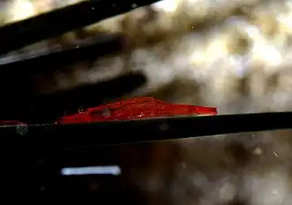 Tuleariocaris zanzibarica (identification à confirmer)