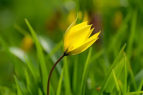 Tulipe des bois, Tulipa sylvestris.