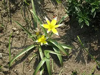 Description de l'image Tulipa tarda 4.jpg.