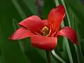 Tulipe rouge macro