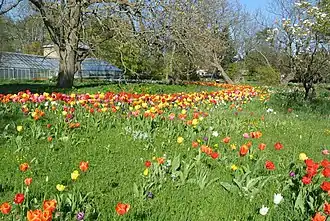 Image illustrative de l’article Jardin botanique de Lund