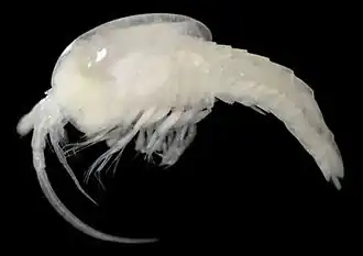 Description de l'image Tulumella unidens (10.3897-zookeys.911.47694) Figure 2 (cropped).jpg.