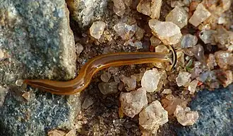 Turbellarié, un ver terrestre, dans le district de Chikmagalur