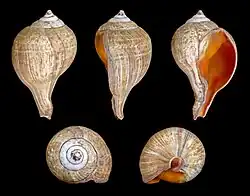 Turbinella pyrum, un Turbinellidae