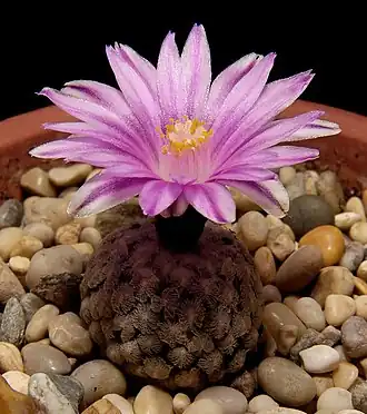 Description de l'image Turbinicarpus valdezianus 600 2.jpg.
