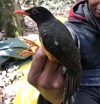 Description de cette image, également commentée ci-après
