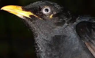 Description de l'image Turdus leucops.jpg.