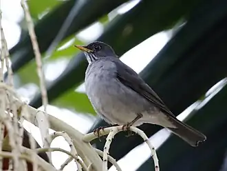 Description de l'image Turdus subalaris Eastern Slaty-Thrush; Santo André, São Paulo, Brazil.jpg.