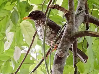 Description de l'image Turdus xanthorhynchus, Príncipe 1.jpg.