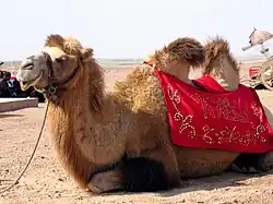 Photographie d'un chameau avec son bât.