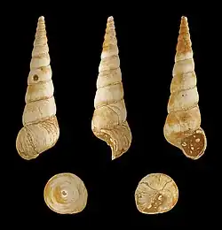 Turritella terebralis