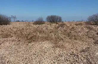 Tourbière haut entre Belle Croix et Baraque Michel.