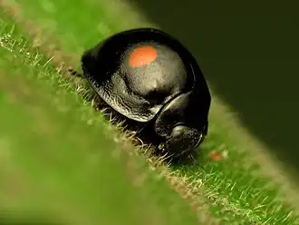 Description de cette image, également commentée ci-après