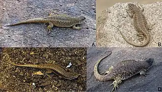 Description de l'image Two-new-species-of-the-Liolaemuselongatus-kriegi-complex-(Iguania-Liolaemidae)-from-Andean-zookeys-500-083-g002.jpg.
