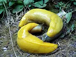 Deux grosses limaces jaunes, arquées en forme de banane.