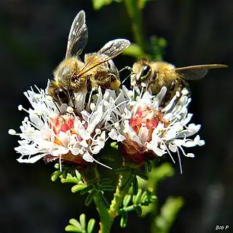 Description de l'image Two Bee or Not Two Bee (6332939872).jpg.