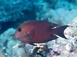 Ctenochaetus binotatus