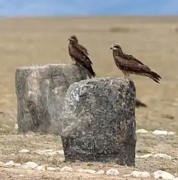 Milans noirs dans la steppe.