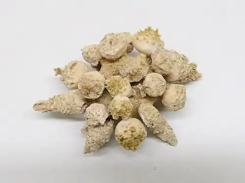 Tylocidaris ohshimai séché, aux mystérieuses radioles en forme de massues.