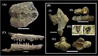 Divers fossiles fragmentaires de mosasaures du groupe des tylosaurinés, le spécimen A (montré en haut à gauche) étant attribué à Taniwhasaurus mikasaenis, le spécimen B (montré à droite) étant attribué à Taniwhasaurus capensis.