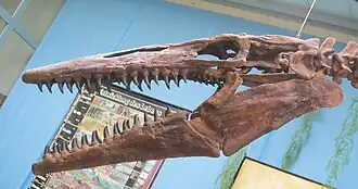 Vue de côté d'un crâne reconstitué d'un reptile marin exposée dans un musée.