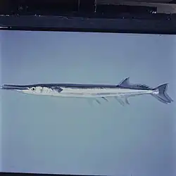 Tylosurus acus acus.