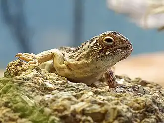 Description de l'image Tympanocryptis lineata.jpg.