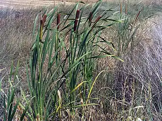 Description de cette image, également commentée ci-après