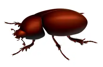 Description de l'image Tyrannasorus.png.