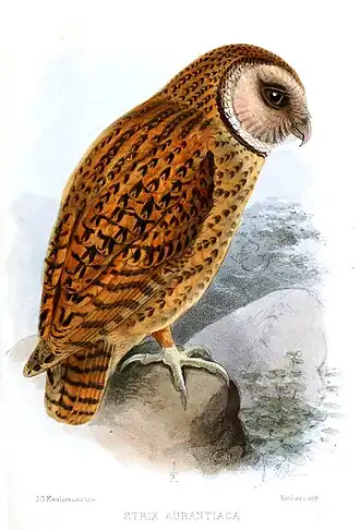 Description de l'image Tyto aurantia ("Strix aurantiaca") by Keulemans.jpg.
