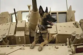 Un malinois de l'U.S. Air Force sur un M2 Bradley en Irak en 2007.