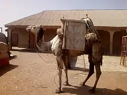 Un dromadaire dans la cour à Ségbana.