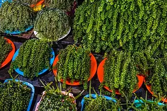 Caulerpa lentillifera sur un marché aux Philippines