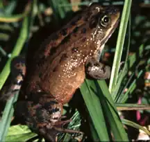Description de l'image USFWSOregonSpottedFrogPhoto.jpg.