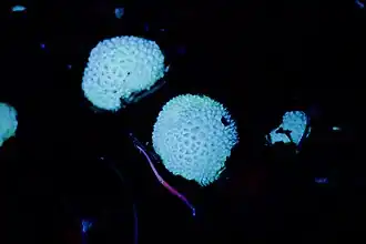 Fluorescence induite par les ultraviolets d'une lampe.